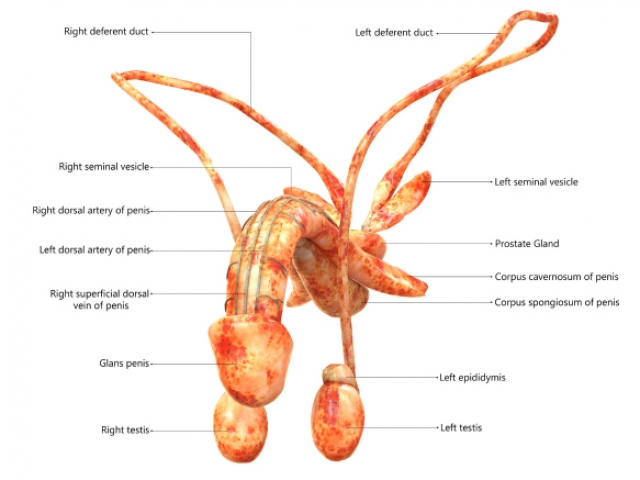 What is venous leakage and how does it cause erectile dysfunction (ED)?