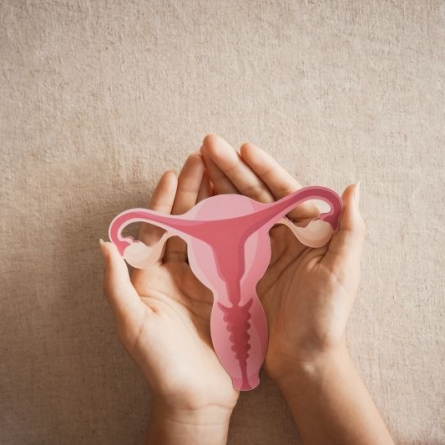 Woman's hands cupping a printed out image of female reproductive organ graphic